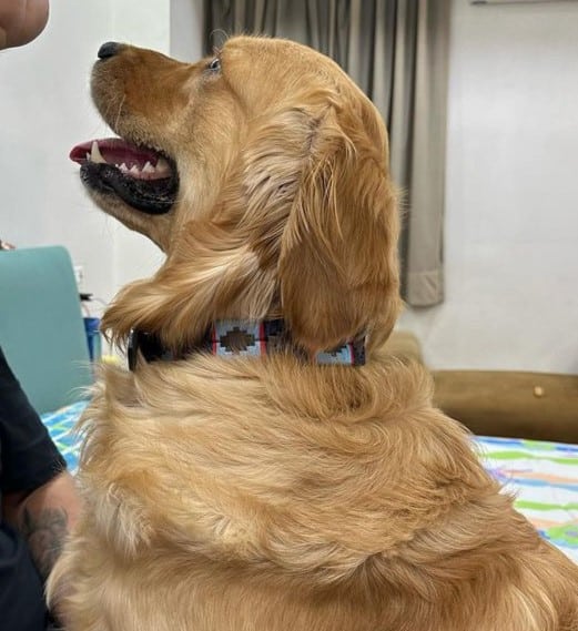 Horsher Paws Dog Collar Shooting Stars